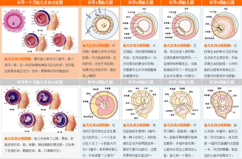延年 胚胎器官發育順序